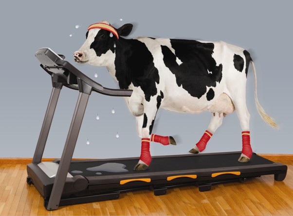 krava na fitnesu