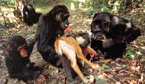 simpanze meso